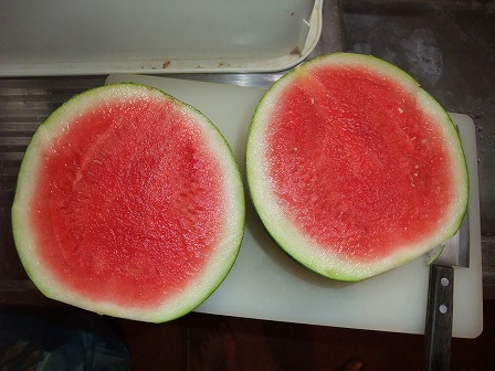 種無しスイカ　3Xジルバ　収穫　20120829-2