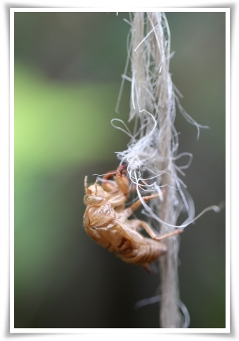 実家の庭で-7 セミの抜け殻 13.11.8