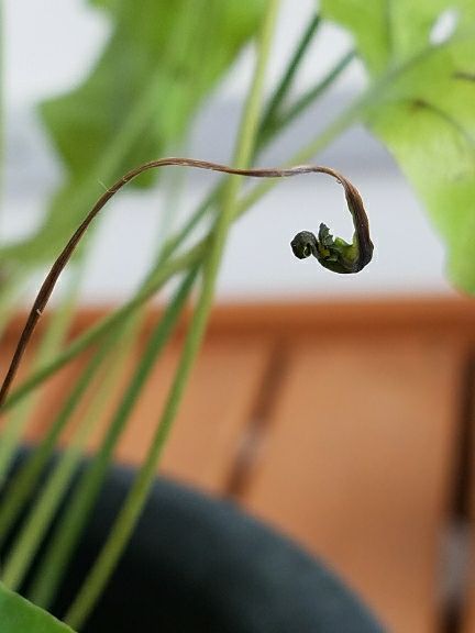 フレボディウム ブルースター 生育が悪いから植え替えちゃうぞ デルオの多肉日記 楽天ブログ