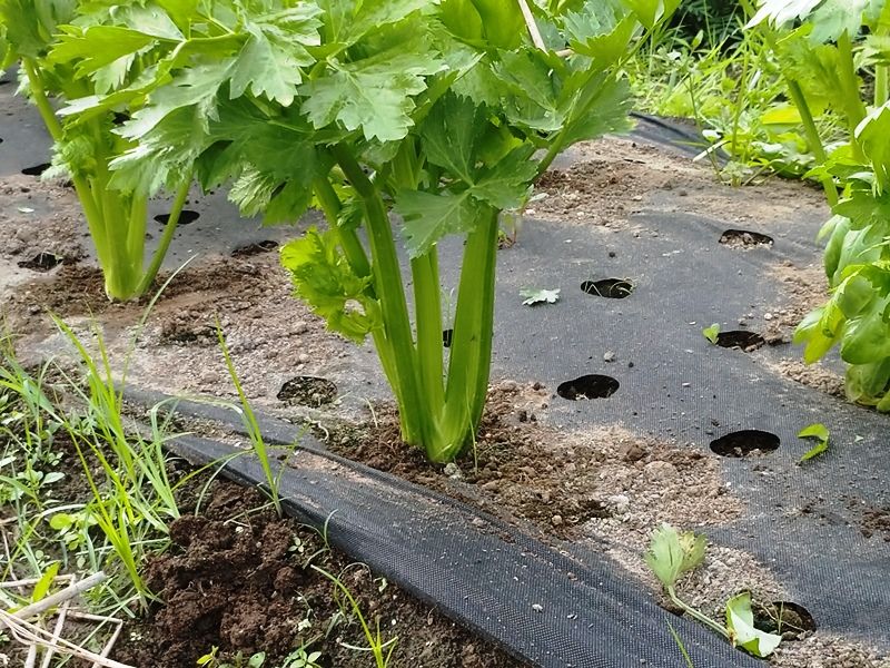 セロリのビニールトンネルを取って脇芽かき 青パパイヤと家庭菜園日記 楽天ブログ