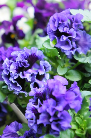 ちっぴーＨ22.29 021.jpg