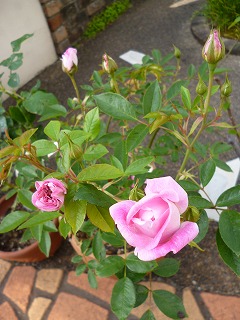 P1050296ss.jpg