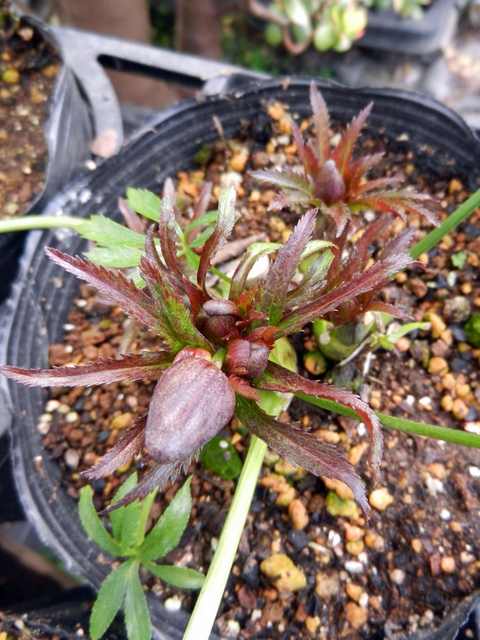 DSCN1140.JPG