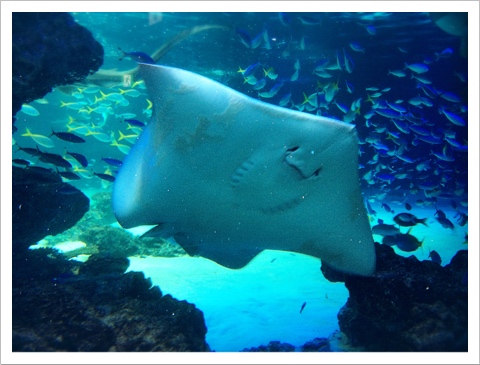 サンシャイン水族館