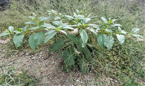 ヨウシュヤマゴボウ (1).JPG