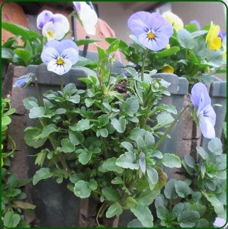 ビオラの葉切りをして沢山の蕾を作ります 狭い庭を花いっぱいにする育て方 楽天ブログ