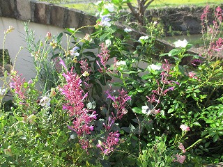 IMG_0677ss.jpg