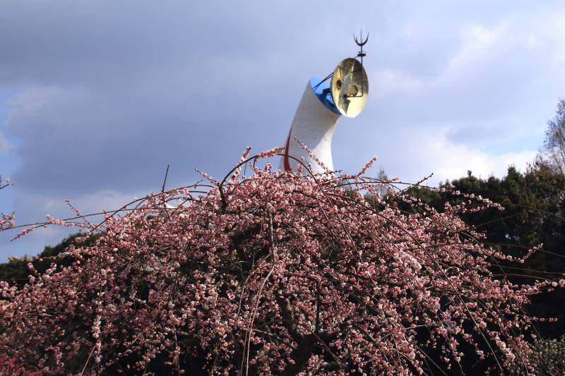 ２ ９４３ 万博記念公園梅林その３ Huちゃん 写真日記 楽天ブログ