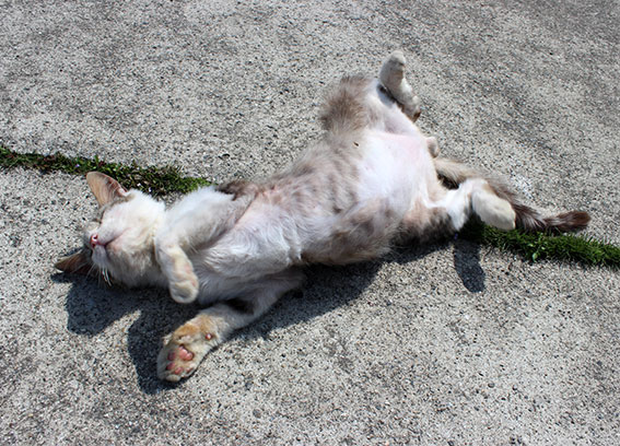 我が家のニャンコ♪2014/04/24-4