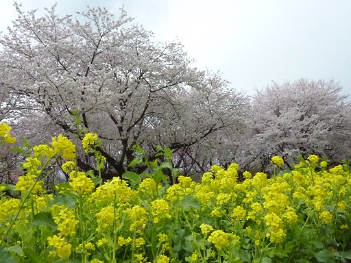 菜の花桜.jpg