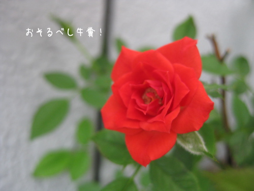 牛糞３バラの花.jpg