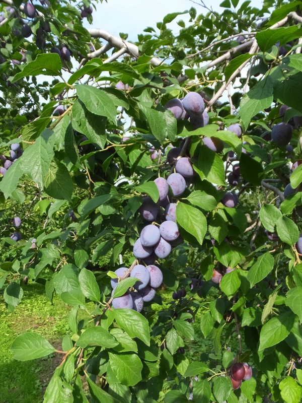 prune.JPG