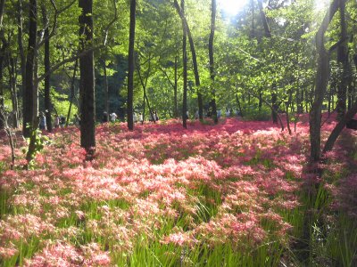 曼珠沙華11.jpg