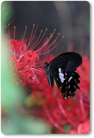 動橋川-13 ヒガンバナとモンキアゲハ-2 13.9.24