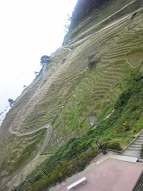 展望台より千枚田を望む