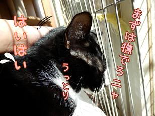 撫でろ.JPG