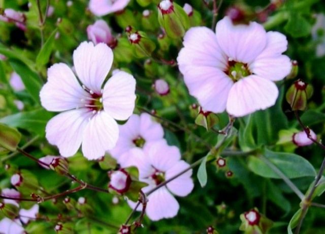 霞草の花 花と蕎麦とリハビリと 楽天ブログ