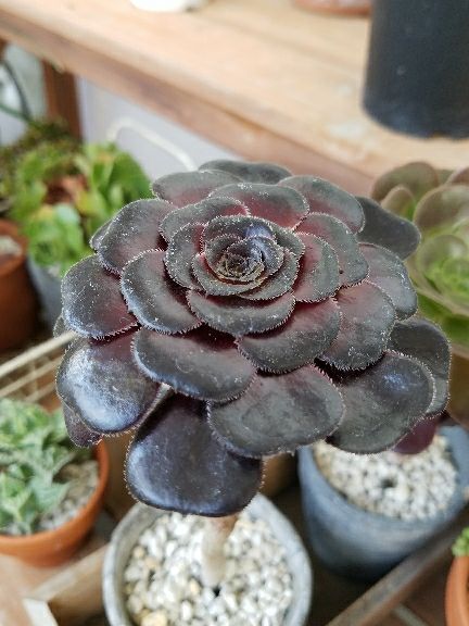 黒法師生長開始 デルオの多肉日記 楽天ブログ