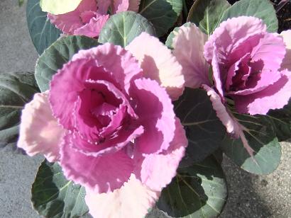 DSCF2839.jpg