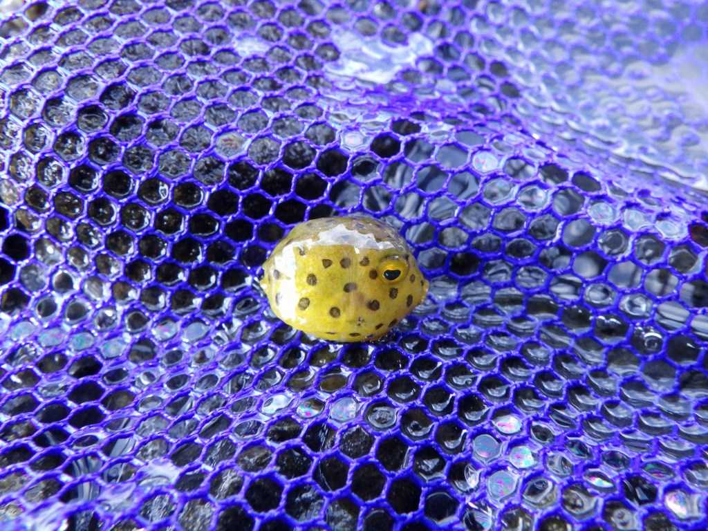 串本磯採集2023年7月下旬50　ハコフグ（Ostracion immaculatus）の幼魚