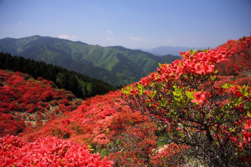 葛城山ツツジ園_003.jpg