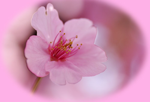 桜３