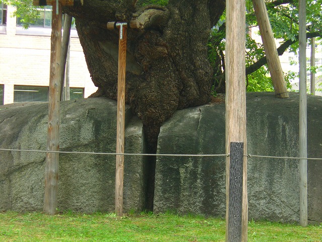 石割桜up.jpg