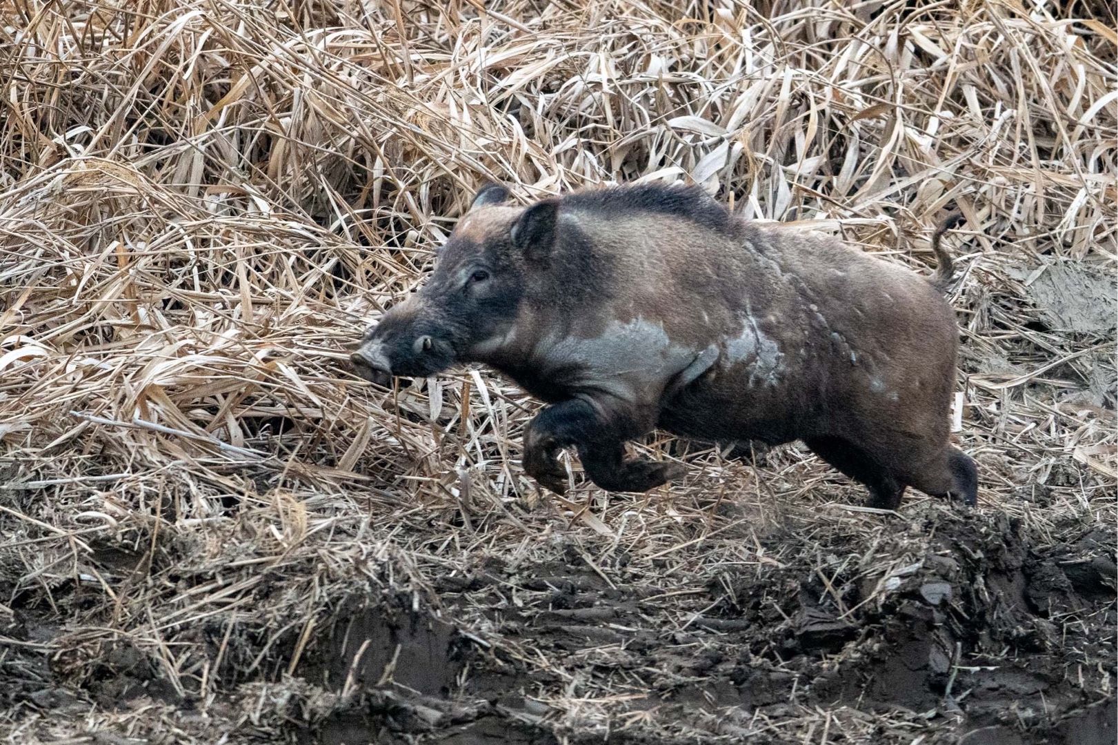 おっことぬしさま タカショウビンのブログ 楽天ブログ