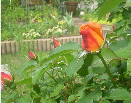 2012年5月20日 　アンネの薔薇.jpg