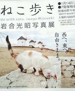 ねこ歩き