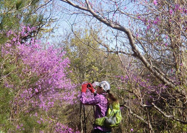 ツツジ満開！～神戸・六甲山 | 花を訪ねる山旅 - 楽天ブログ