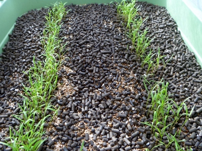 vege01_2.jpg