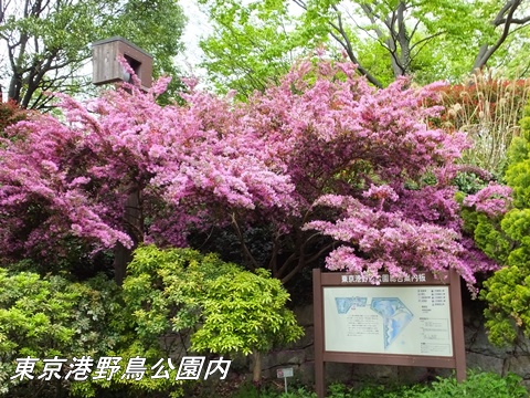 東京港野鳥公園にて