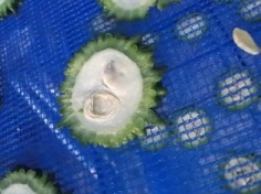 ゴーヤの朝 (5)