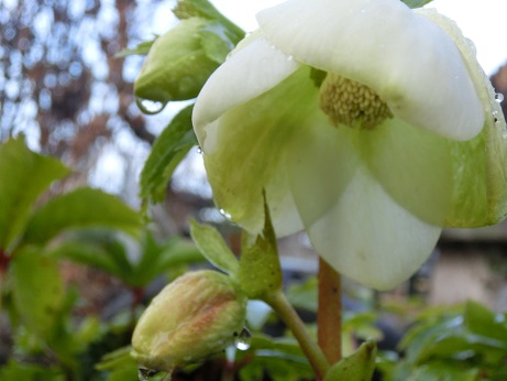 クリスマスローズ