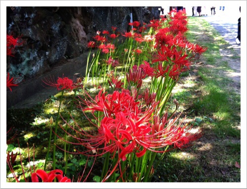 西方寺の彼岸花・赤