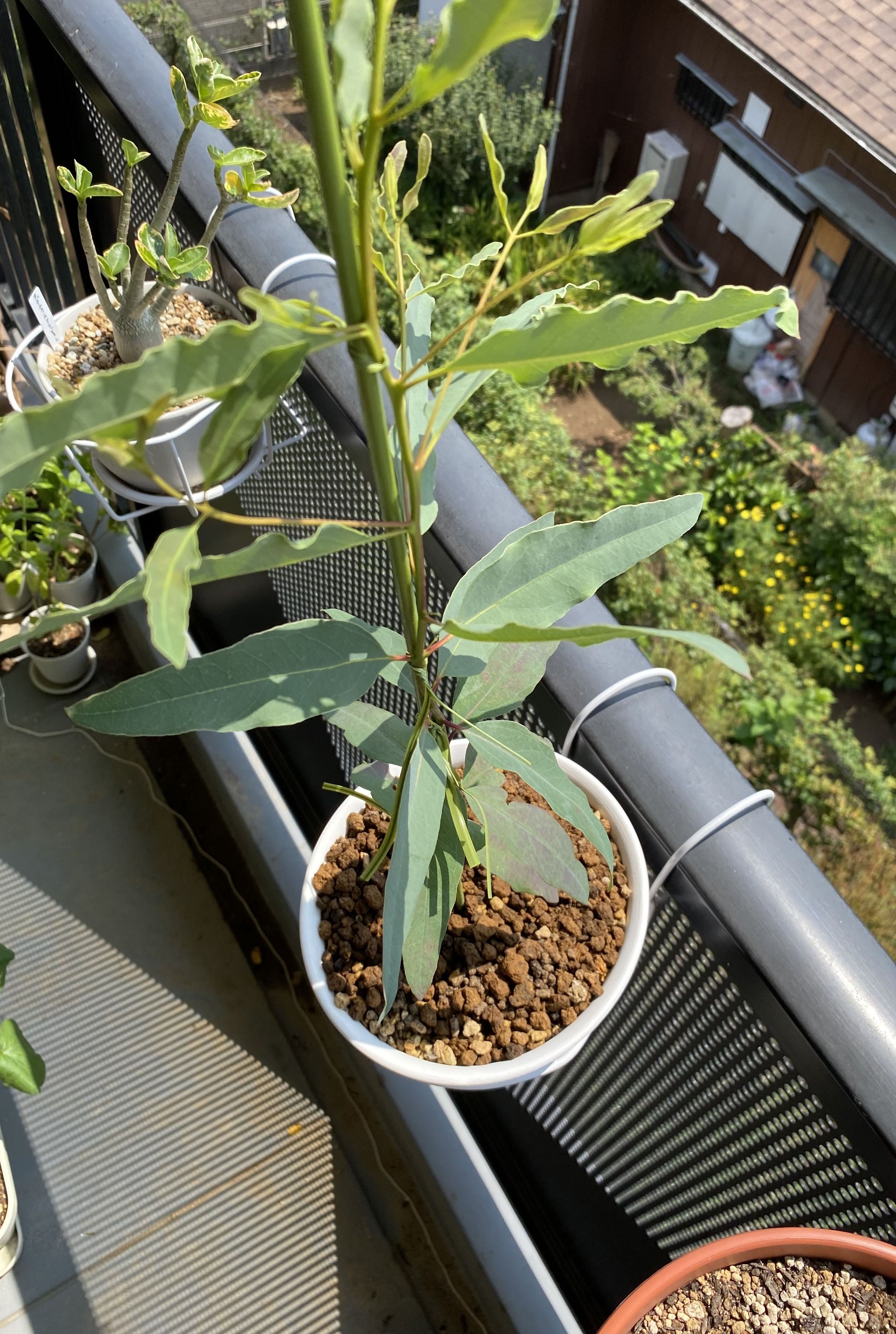 ユーカリの実生 野菜 塊根 その他植物のブログ 楽天ブログ