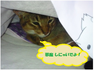 2012好きだねぇ～ビニールの下4