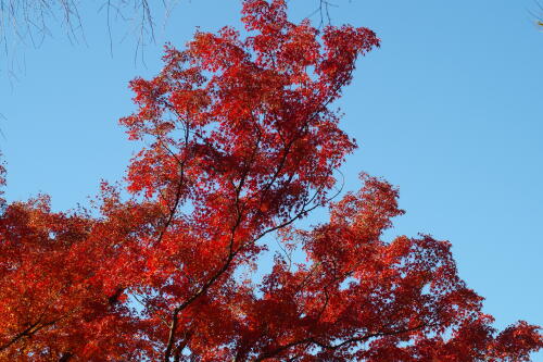 六義園の紅葉