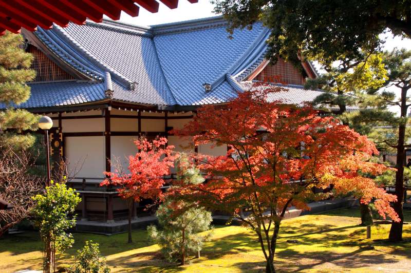 大覚寺_004紅葉と御影堂.jpg
