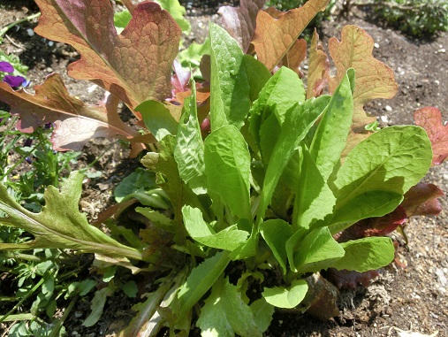 カラフルリーフ