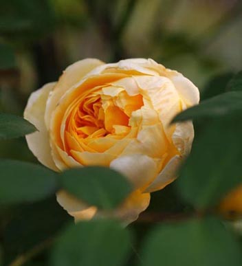 薔薇