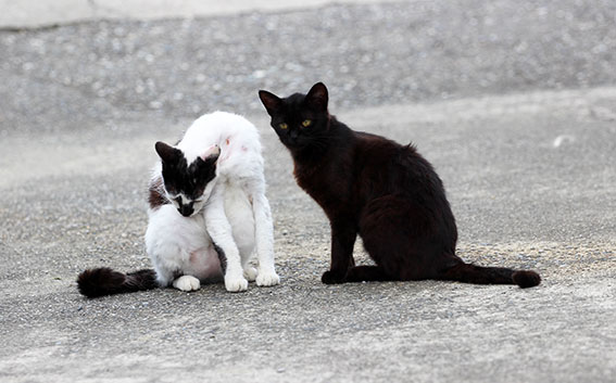 我が家のニャンコ♪2015/5/19-2