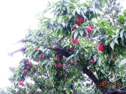 peach
