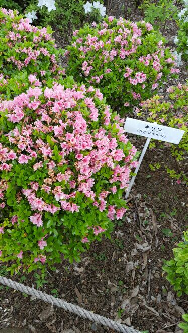 rblog-20160611151551-02.jpg