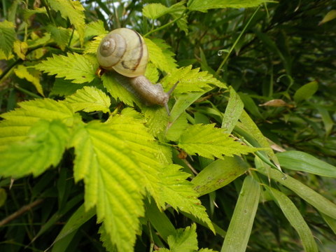 dendenmushi001