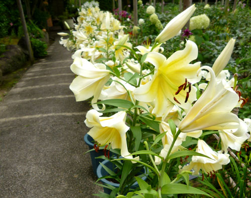 ユリ庭園２.jpg