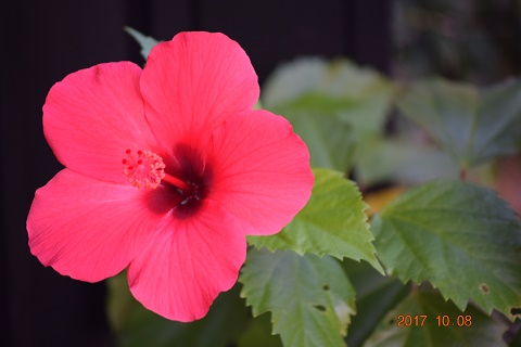 DSC_0468.jpg
