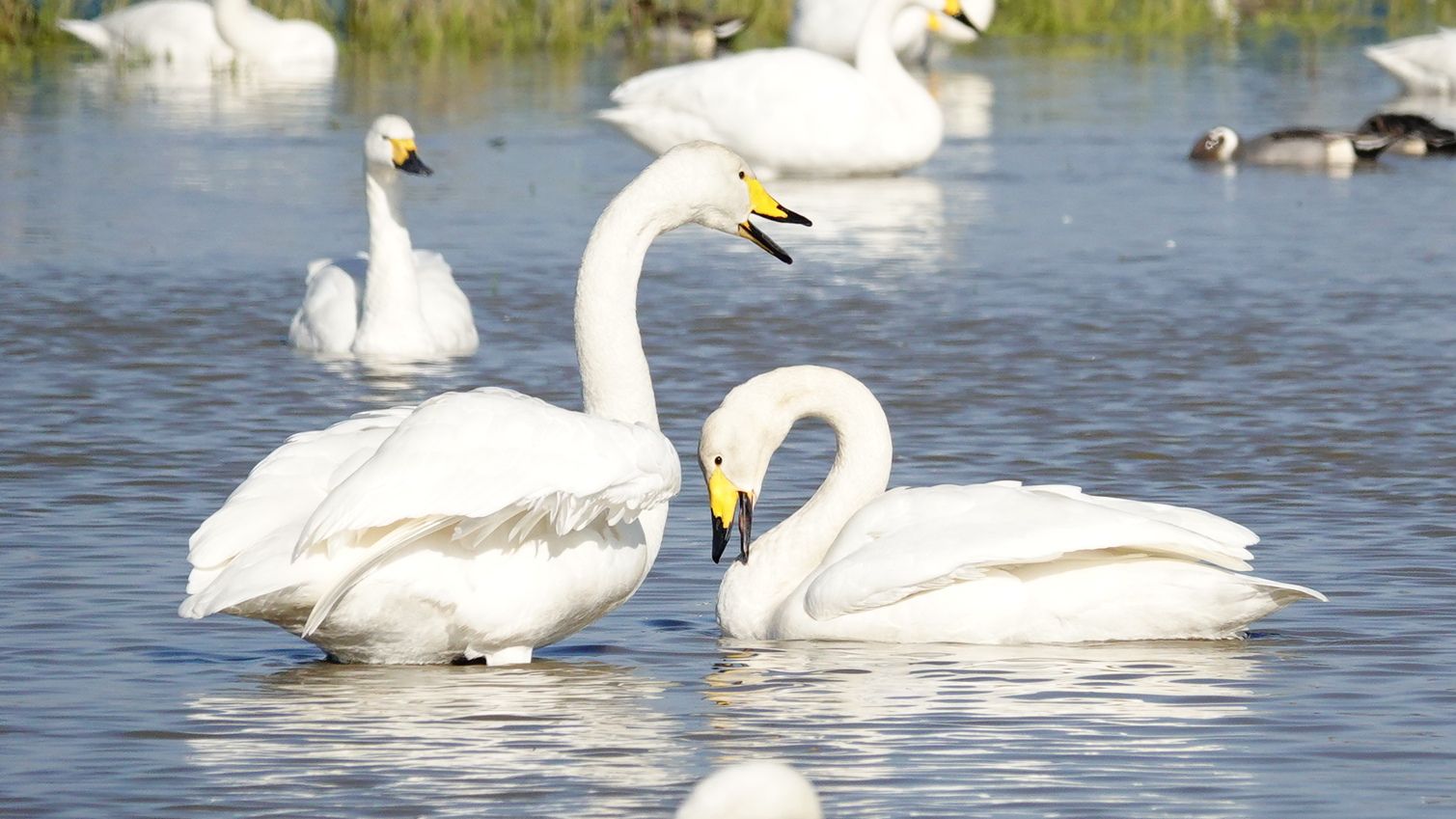 本埜 白鳥の郷 オオハクチョウ アウトドア親爺の徒然日記 楽天ブログ