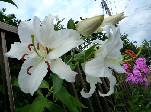 P1110534-1.JPG